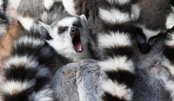 lémuriens à queue anneau (lemur catta) se blottissent ensemble photo