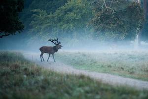cerf dans la forêt brumeuse photo