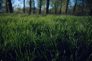 pré vert printanier avec de l'herbe verte juteuse et lumineuse et des arbres en arrière-plan. photo