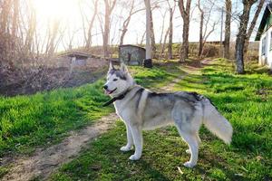 beau chien husky de race pure se promène dans le parc avec sa langue pendante.