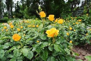 parterre de fleurs avec de belles roses jaunes et thé photo