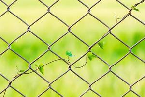 les vignes s'élèvent à la clôture sinueuse, mur, cour dans le parc photo