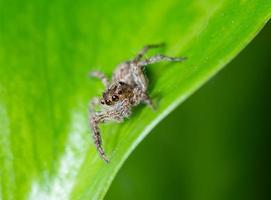 gros plan des araignées sauteuses sur les feuilles. photo