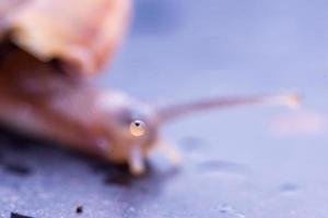 fermer les yeux escargot sur la table photo