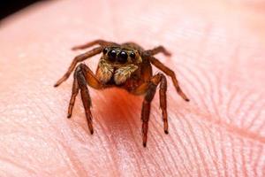 gros plan des araignées sauteuses sur la main photo