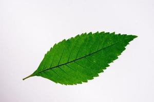 feuilles vertes sur fond blanc avec un tracé de détourage photo