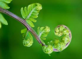 fermer la spirale des feuilles photo