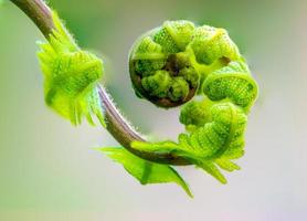 fermer la spirale des feuilles photo