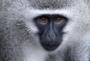 portrait de singe vervet photo