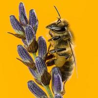 abeille butinant une lavande