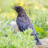 corbeau noir photo