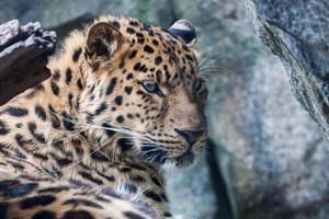léopard de l'amour reposant sur le rocher photo