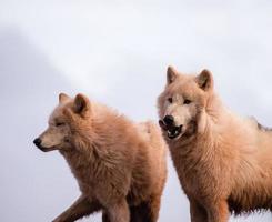 loups arctiques