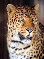léopard photo