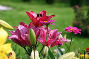 fleurs de lys rouges et bordeaux, sur fond d'herbe verte, gros plan. photo