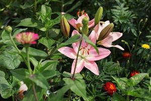 lys blanc-rose, avec de belles étamines en gros plan photo