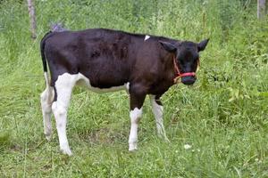 une vache noire avec des taches blanches se tient dans un champ et mâche de l'herbe, par beau temps, photo