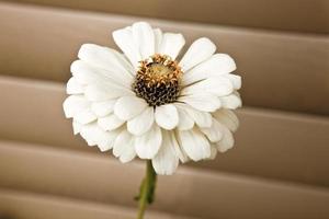 une fleur blanche avec des étamines . photo