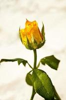 roses jaunes sur fond blanc, les roses signifiant lumineuses, gaies et joyeuses créent des sentiments chaleureux et procurent du bonheur. photo