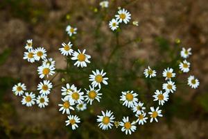 petites marguerites blanches. fermer. photo