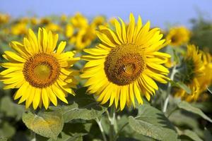 tournesols jaunes sur le terrain contre le ciel bleu fleurs matures champ de tournesol, été, soleil photo