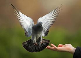 pigeon sauvage (columba livia) photo