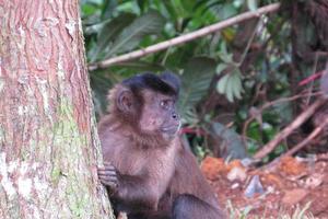 Singe capucin - sapajus - assis sur un tronc d'arbre photo