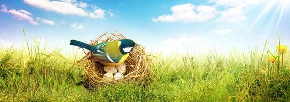 Mésange charbonnière assise sur une branche d'arbre au printemps photo