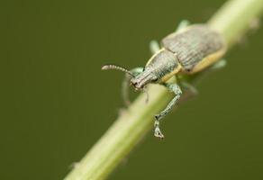 insecte coléoptère photo