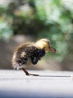bébé canard se gratter une démangeaison en route photo