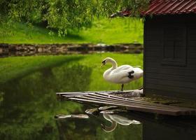 cygne blanc sur un étang dans un parc de la ville photo
