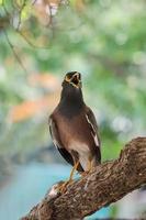 un oiseau ouvre la bouche pour se rafraîchir en été, des oiseaux en thaïlande photo