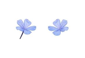 Plumbago blanc, Cape leadwort, bouquet de petites fleurs bleues en gros plan isolé sur fond blanc. le côté d'un petit bouquet de fleurs bleues en fleurs. photo