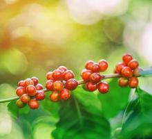 grains de café frais sur l'arbre avec lumière parasite photo