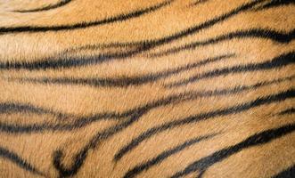 fond texturé de fourrure de tigre du bengale photo