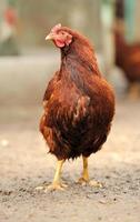 poulet brun photo