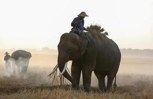 silhouette mahout balade à dos d'éléphant sous l'arbre avant le lever du soleil photo