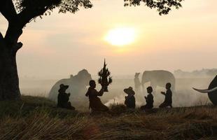 silhouette mahout balade à dos d'éléphant sous l'arbre avant le lever du soleil photo