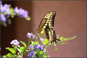 papillon machaon géant