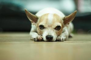 portrait du chien photo