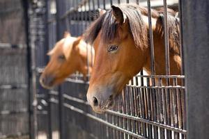 deux chevaux sortaient la tête du corral. regard triste d'un cheval. gros plan de cheval triste. en arrière-plan, le deuxième cheval est indistinct photo