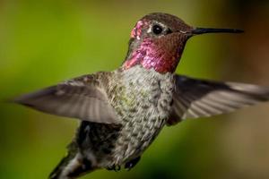 Libre d'un colibri en vol, arrière-plan flou vert
