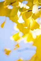 concept de design - beau ginkgo jaune, feuille d'arbre gingko biloba en automne en journée ensoleillée avec la lumière du soleil, gros plan, bokeh, arrière-plan flou. photo