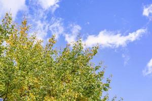 concept de design - beau ginkgo jaune, feuille d'arbre gingko biloba en automne en journée ensoleillée avec la lumière du soleil, gros plan, bokeh, arrière-plan flou. photo