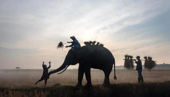 silhouette mahout balade à dos d'éléphant sous l'arbre avant le lever du soleil photo