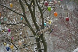 oeufs de pâques colorés et mésange sur l'arbre dans le jardin enneigé. photo