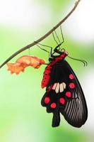 papillon changer forme chrysalide photo