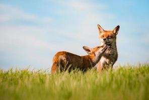 renards roux (paire) (vulpes vulpe) photo