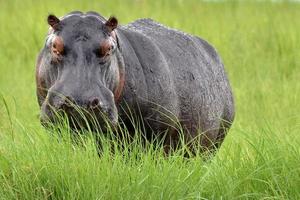 hippopotame (hippopotame amphibius) face à la caméra dans les hautes herbes, au Botswana.