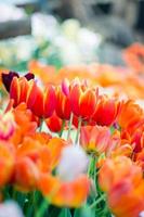 tulipe au printemps avec mise au point douce, tulipe printanière floue non focalisée, arrière-plan fleur bokeh, arrière-plan fleur pastel et doux. photo